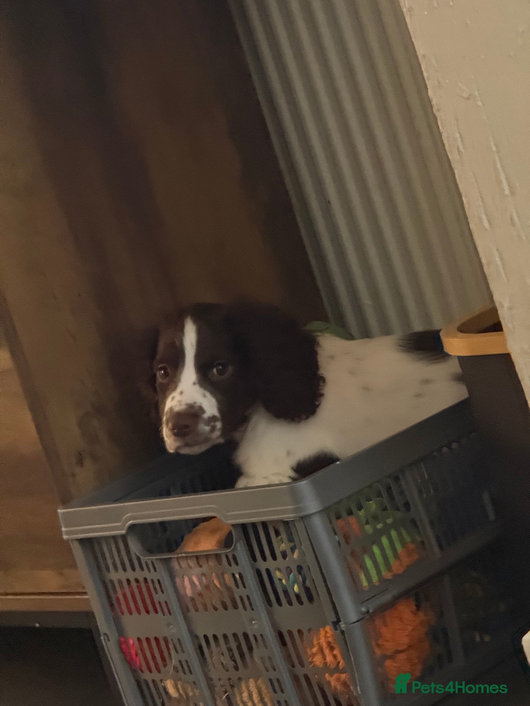 Sprocker dogs for sale: BENJI needs rehoming  - Image 6
