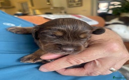 Cocker Spaniel dogs for sale:  KC Registered Working Cocker Spaniel Puppies - Image 25