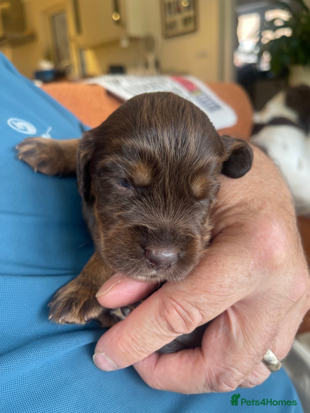 Cocker Spaniel dogs for sale:  KC Registered Working Cocker Spaniel Puppies - Image 25