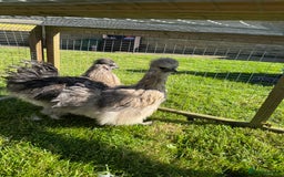 Chickens poultry for sale: Young silkies - 2 cockerels and one hen - Image 7
