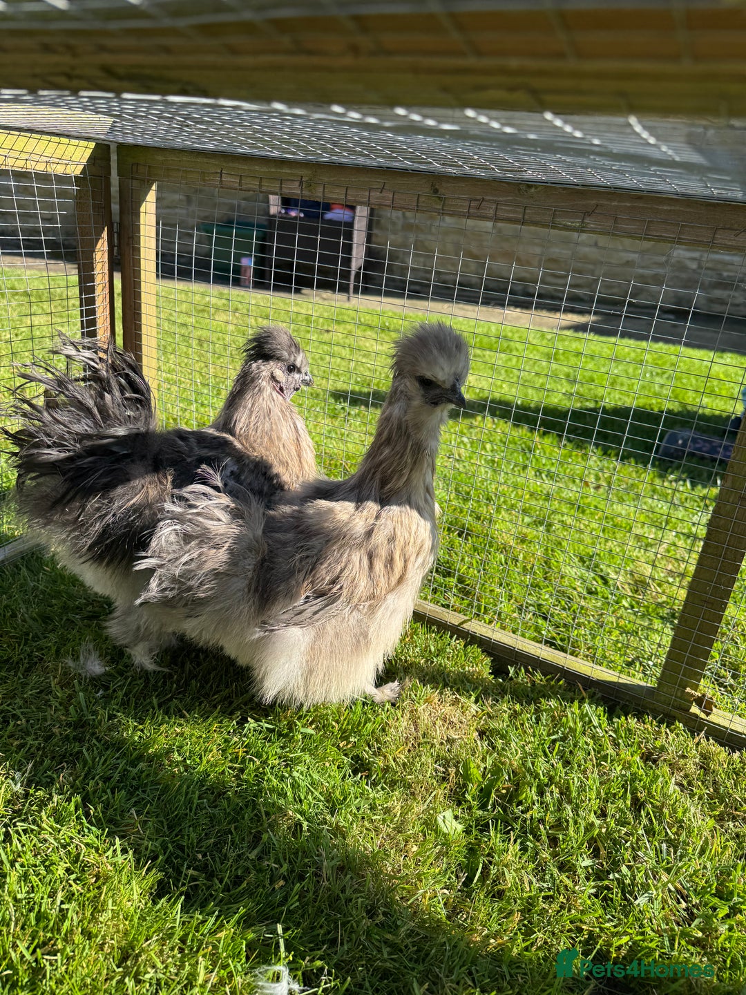 Chickens poultry for sale: Young silkies - 2 cockerels and one hen - Image 7
