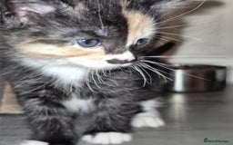 Mixed Breed cats for sale: 🐾 Beautiful Kittens – Tabby x Neva Masquerade  🐾 - Image 9