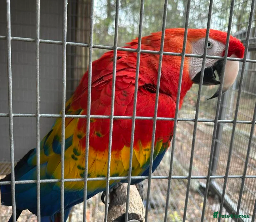 Macaws birds for sale: Scarlet Macaws Available - Advert 2