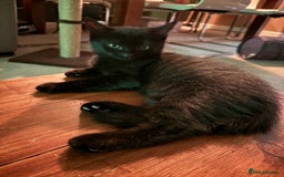 Mixed Breed cats for sale: 2 mixed kittens ready for there forever homes - Image 7