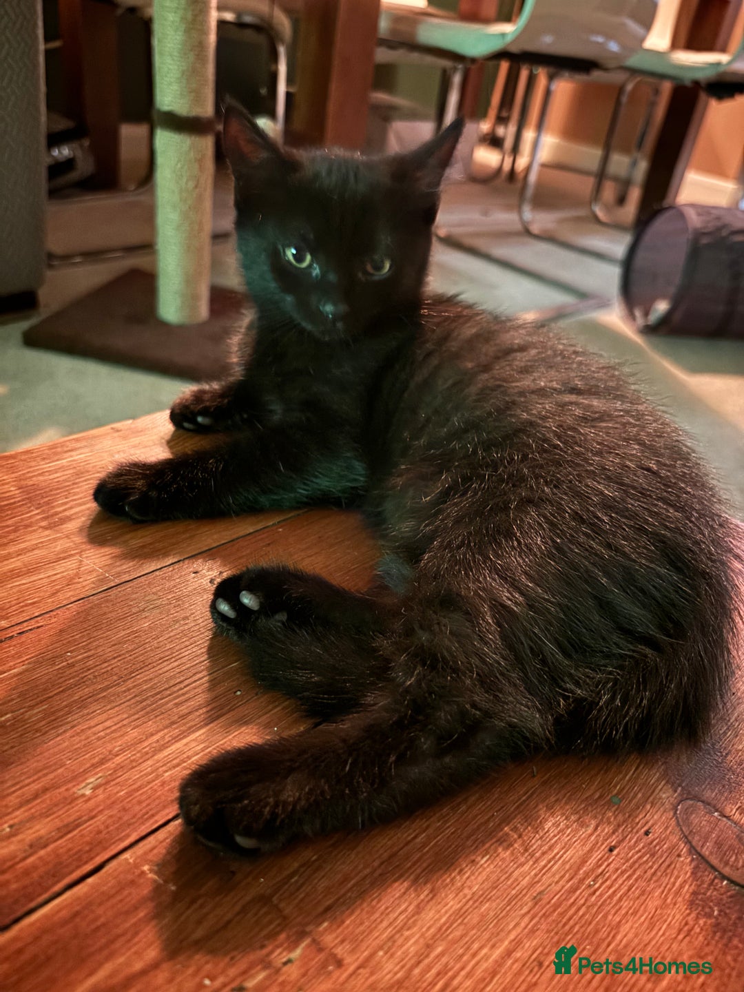 Mixed Breed cats for sale: 2 mixed kittens ready for there forever homes - Image 7