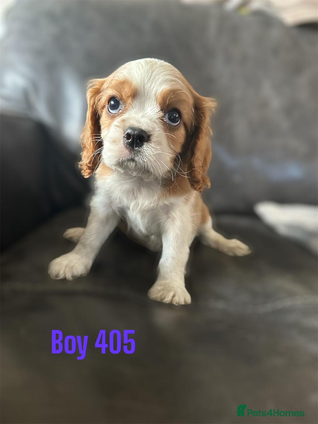 Cavalier King Charles Spaniel dogs for sale: CAVALIER KING CHARLES PUPPIES DNA CLER - Image 3