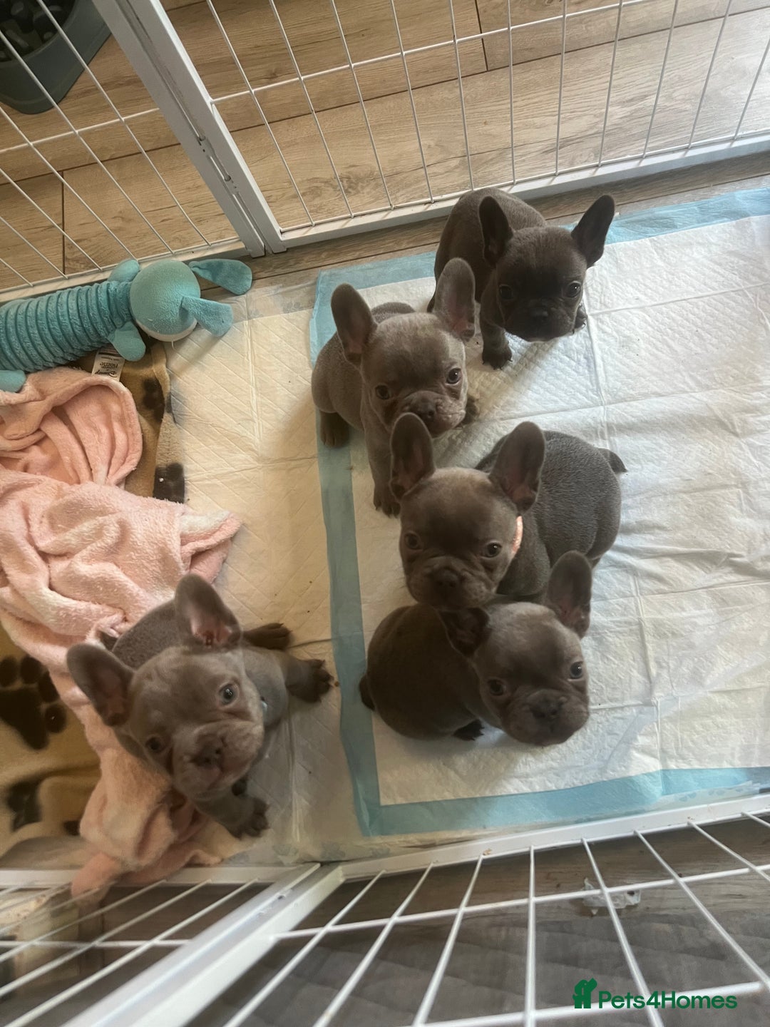 French Bulldog dogs for sale: French bulldog puppies - Advert 3