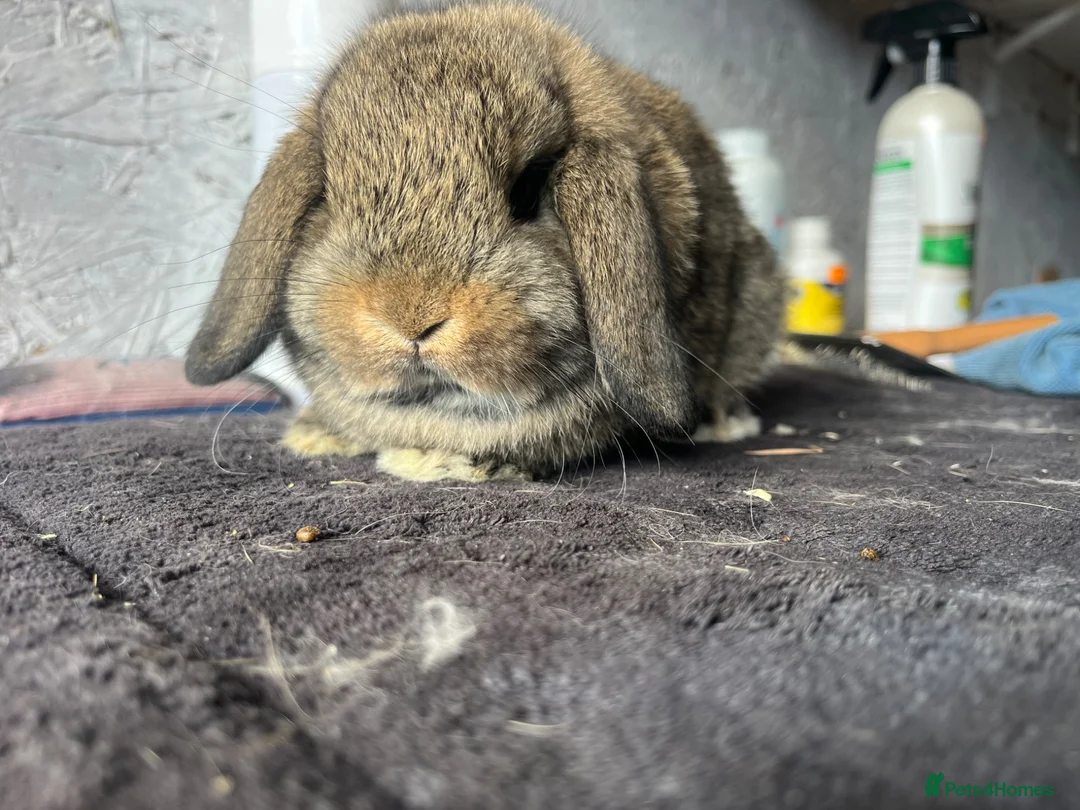 Mini Lop rabbits for sale: Pure mini lop  - Advert 1