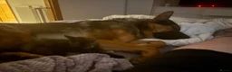 German Shepherd dogs for sale: German Shepard for Rehome in Chelmsford - Advert 6