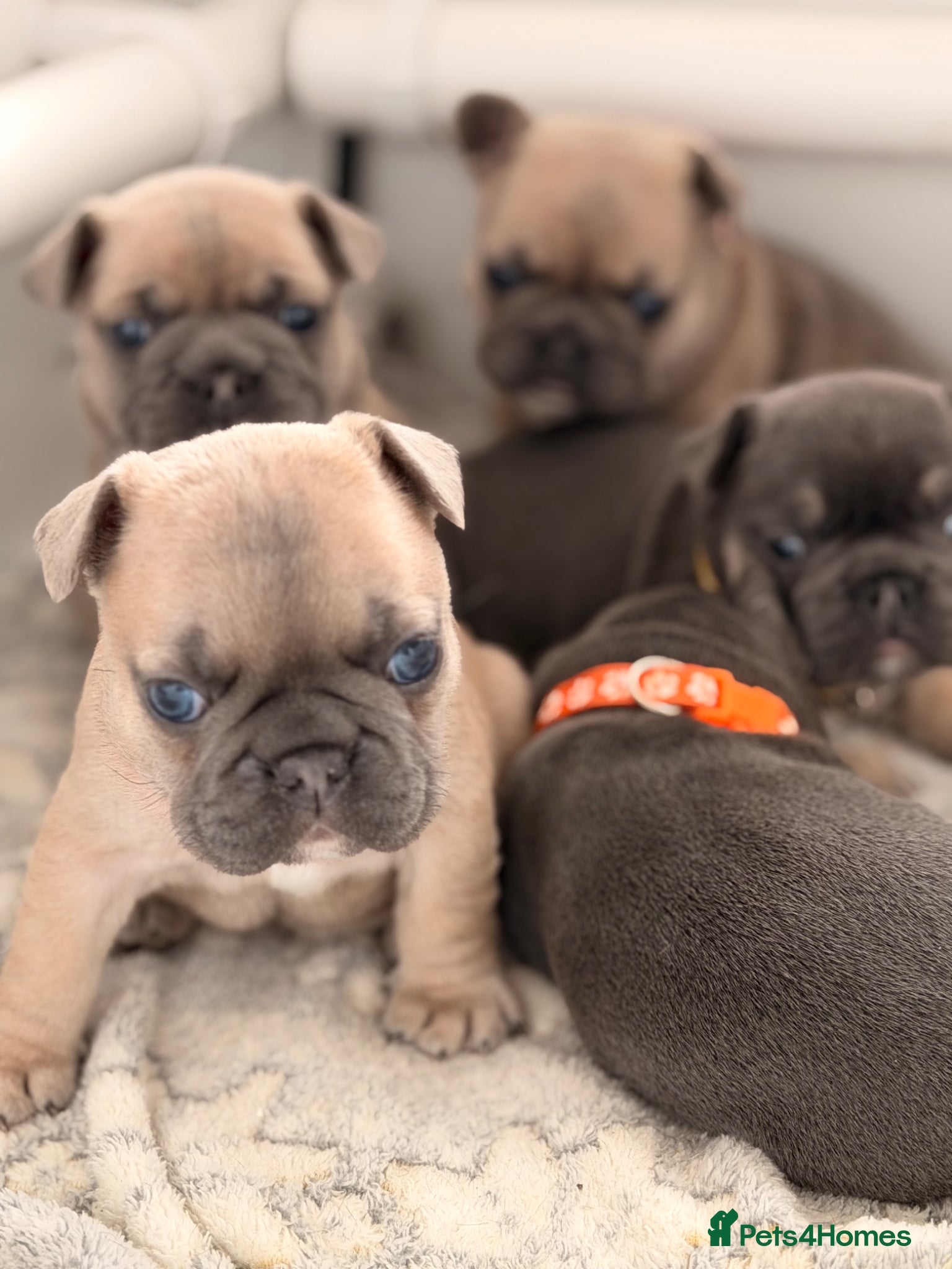 French Bulldog dogs French bulldog pups - Advert 2