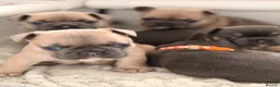 French Bulldog dogs for sale: French bulldog pups - Advert 6