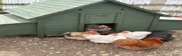 Chickens poultry for sale: Pekin Bantam chicks - Advert 4