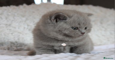 British Shorthair cats - Advert 6