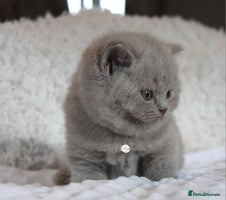 British Shorthair cats - Advert 9