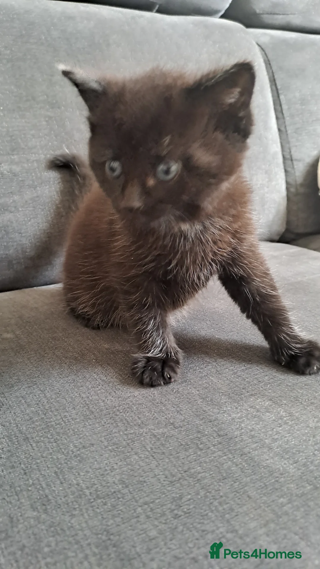 Bombay cats for sale: Kittens  - Advert 6