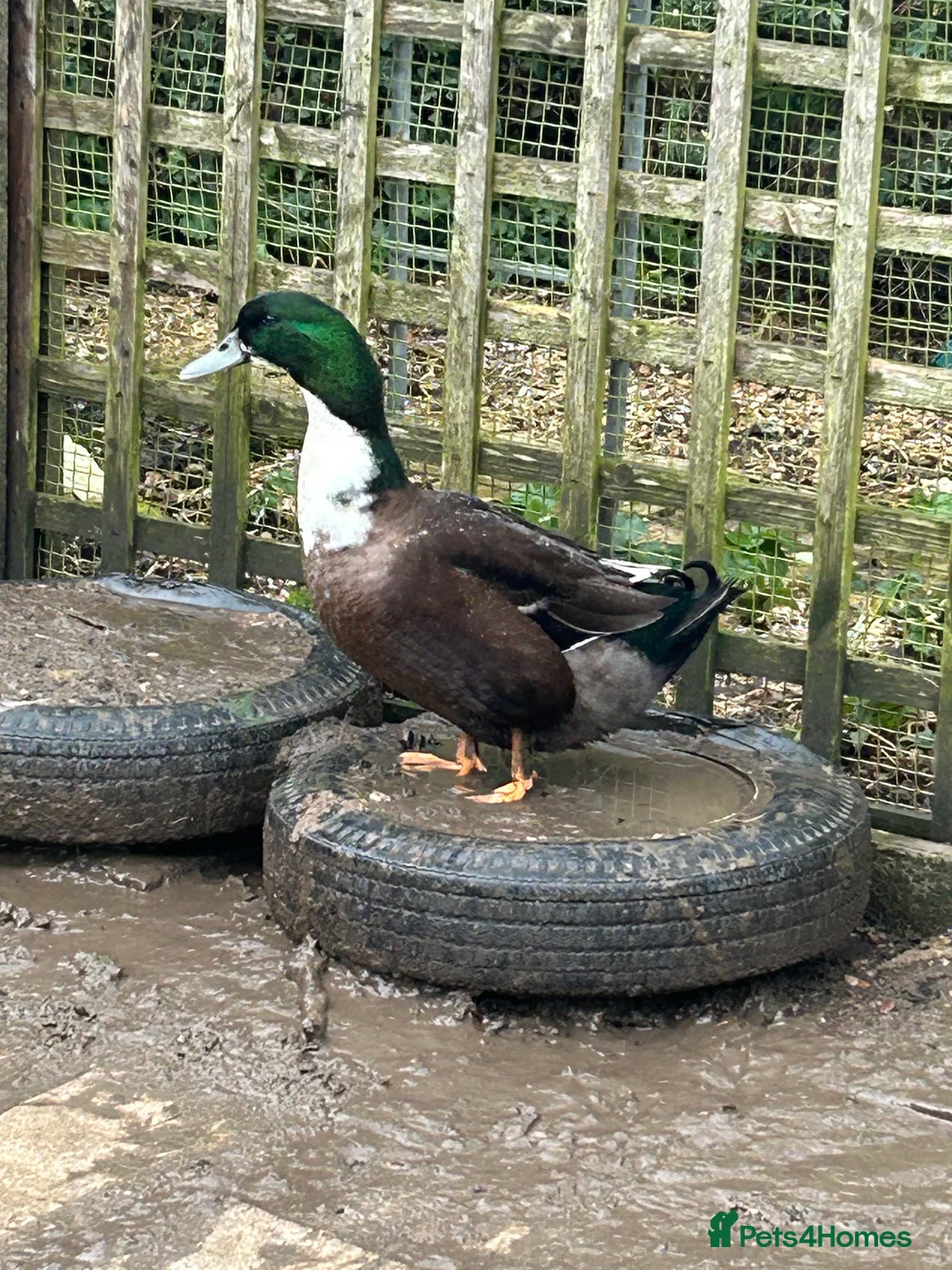 Ducks poultry for sale: Fertile duck eggs  - Advert 2