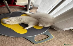 Persian cats for sale: 2 beautiful Persian/ ragdoll boys  - Image 7