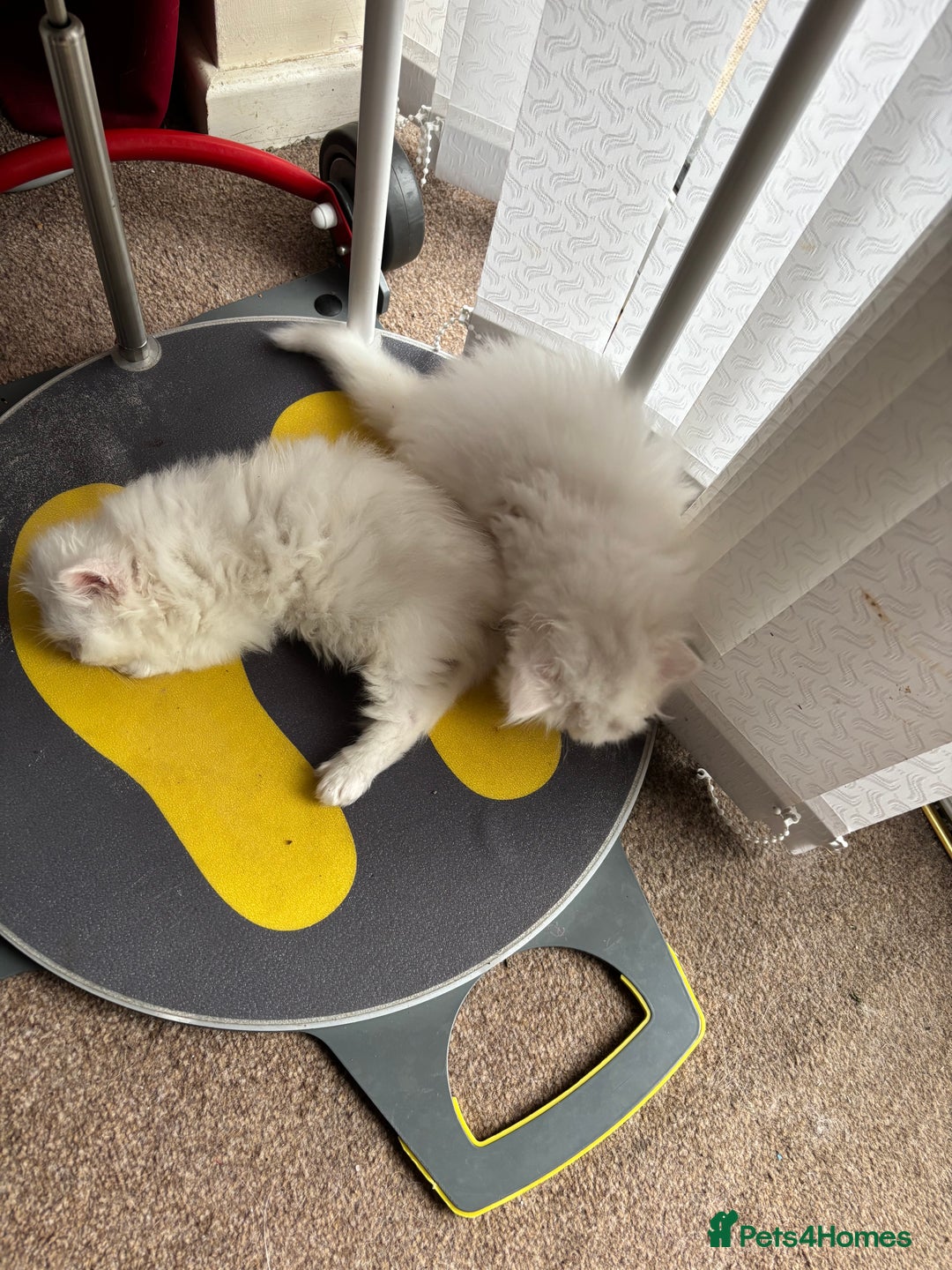 Persian cats for sale: 2 beautiful Persian/ ragdoll boys  - Image 7
