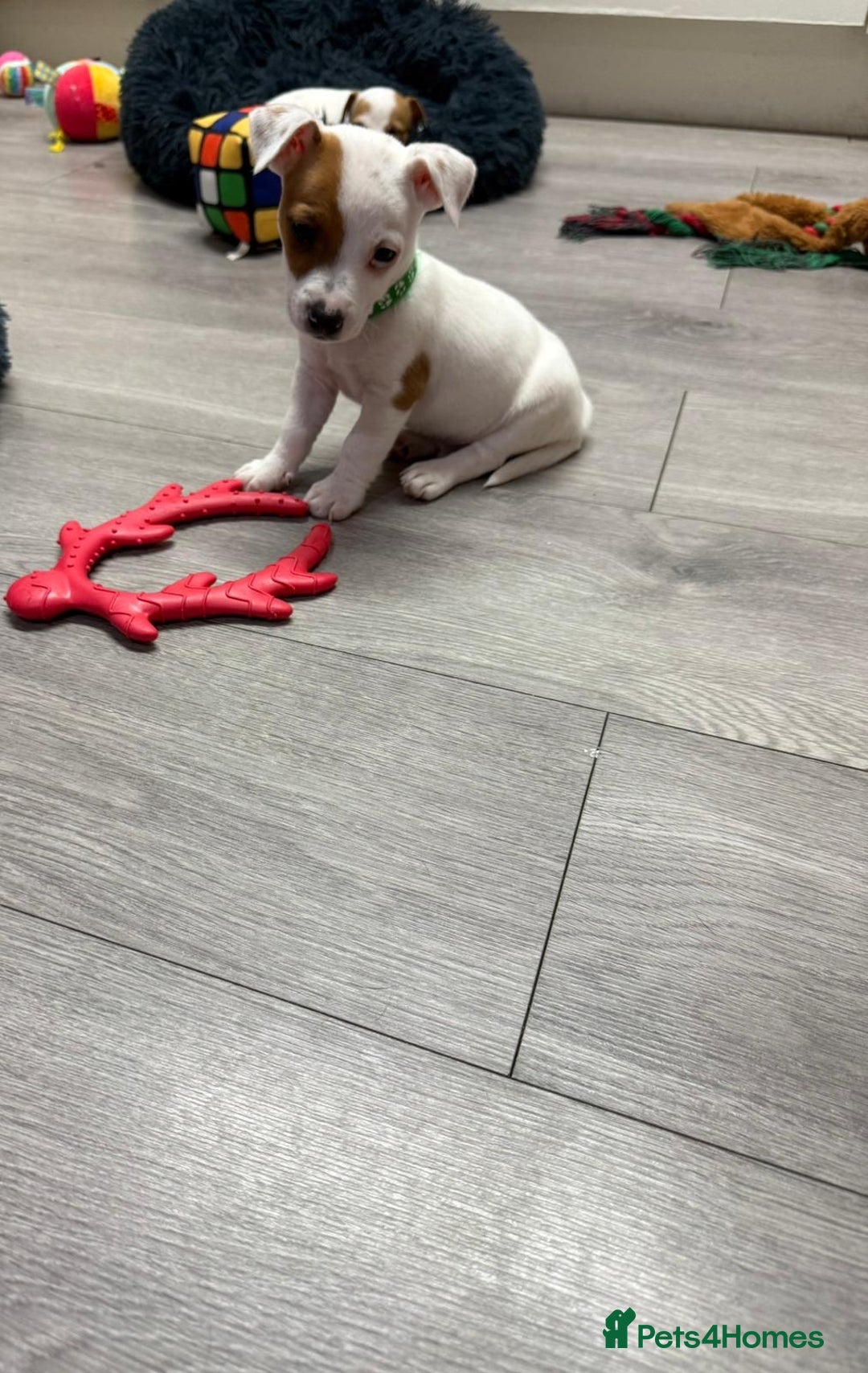 Jack Russell dogs for sale: 8 Week Old Jack Russel Puppies  - Advert 22