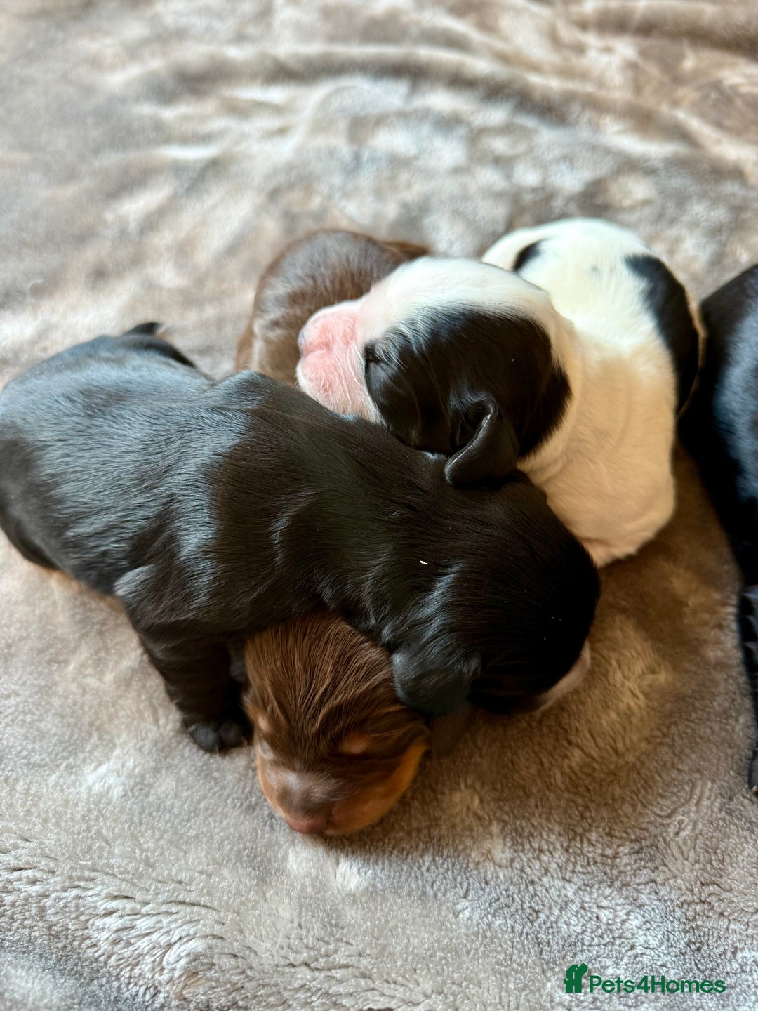 Cocker Spaniel dogs for sale: 7 cocker spaniel puppies for sale  - Advert 5