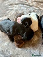 Cocker Spaniel dogs 7 working cocker spaniel puppies for sale - Advert 6