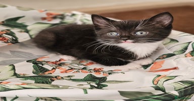 Domestic Shorthair cats - Advert 6