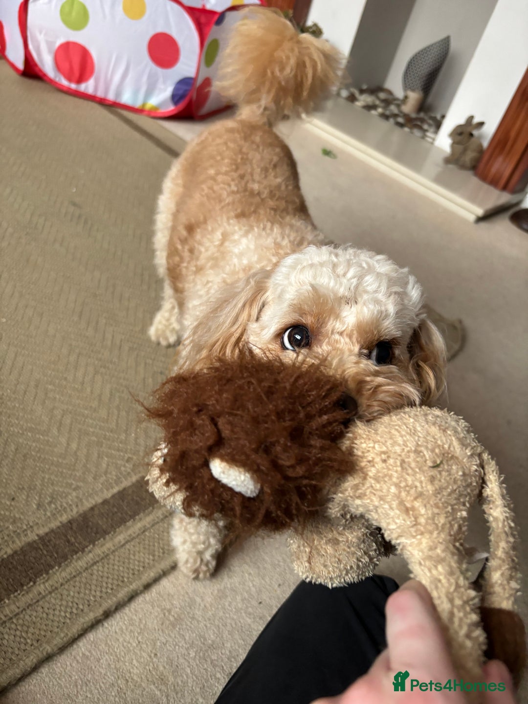 Cavapoo dogs for stud: Meet Alfie. A cavapoo looking for a mate - Advert 3