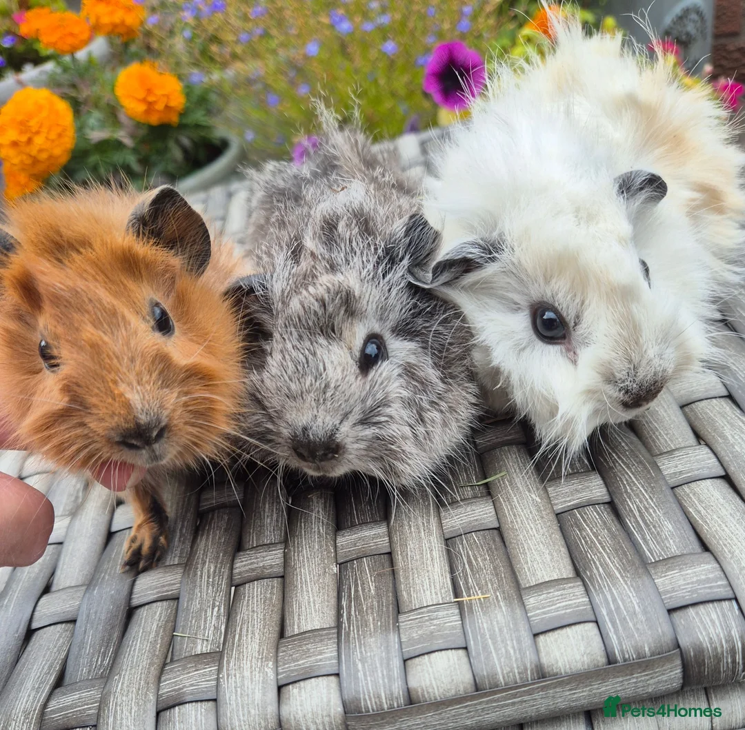 Guinea Pig rodents for sale: Californian Funky Guinea Pigs  - Advert 2