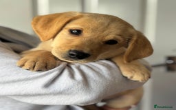 Labrador Retriever dogs for sale: 2 Beautiful Pure Labradors READY NOW🩷 - Image 5