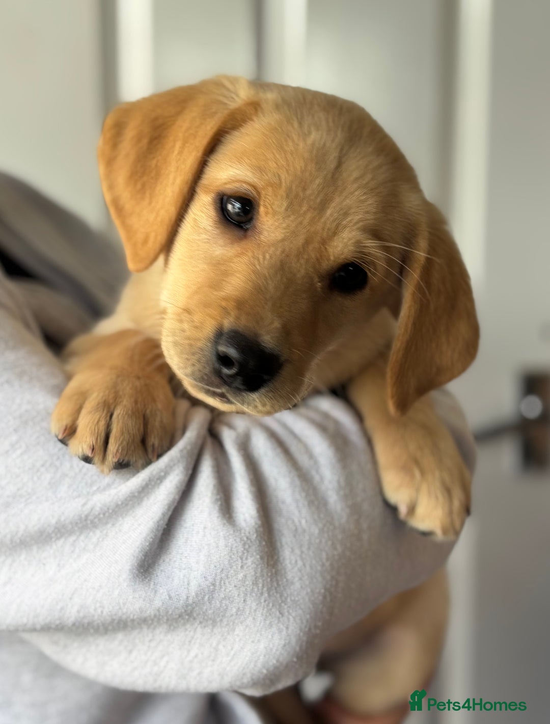 Labrador Retriever dogs for sale: 2 Beautiful Pure Labradors READY NOW🩷 - Image 5