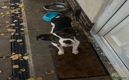 Mixed Breed dogs for sale: Mixed breed  - Image 1