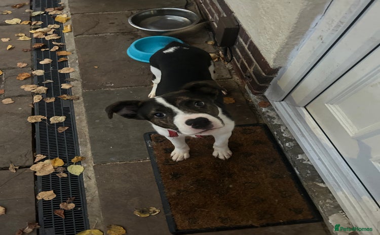 Mixed Breed dogs - Advert 2