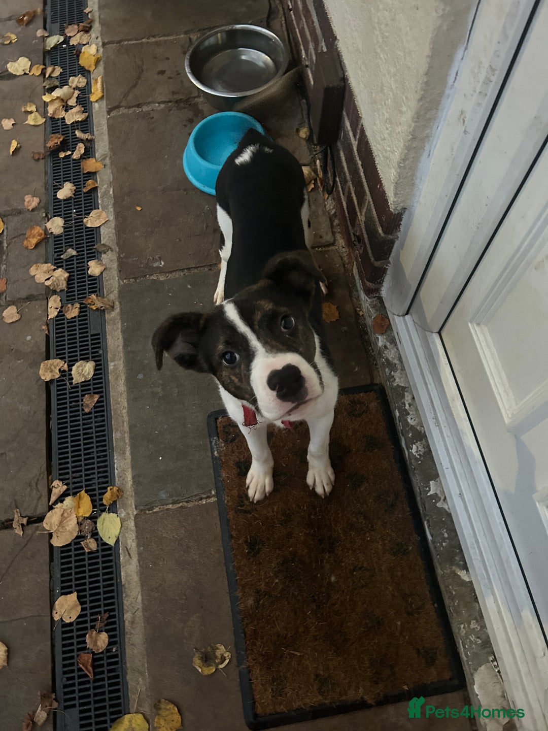 Mixed Breed dogs for sale: Mixed breed  - Image 1