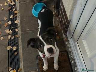 Mixed Breed dogs for sale - Advert 1