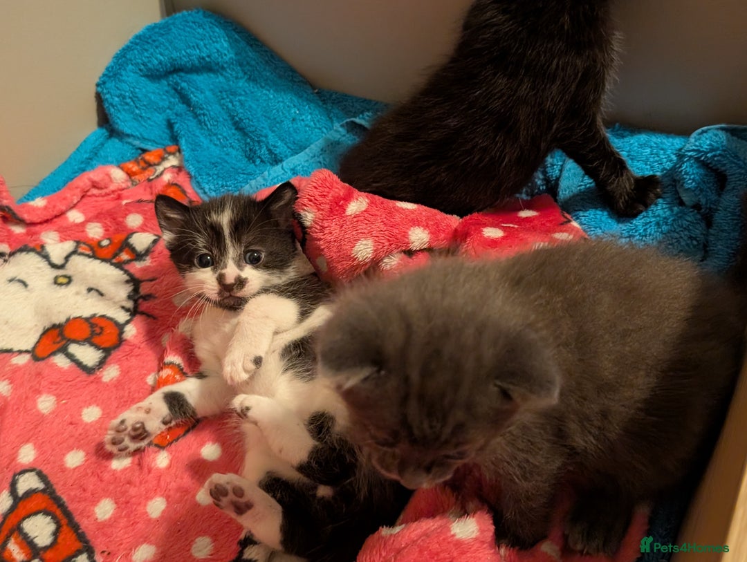 Mixed Breed cats for sale: 3 Male Kittens - Advert 5