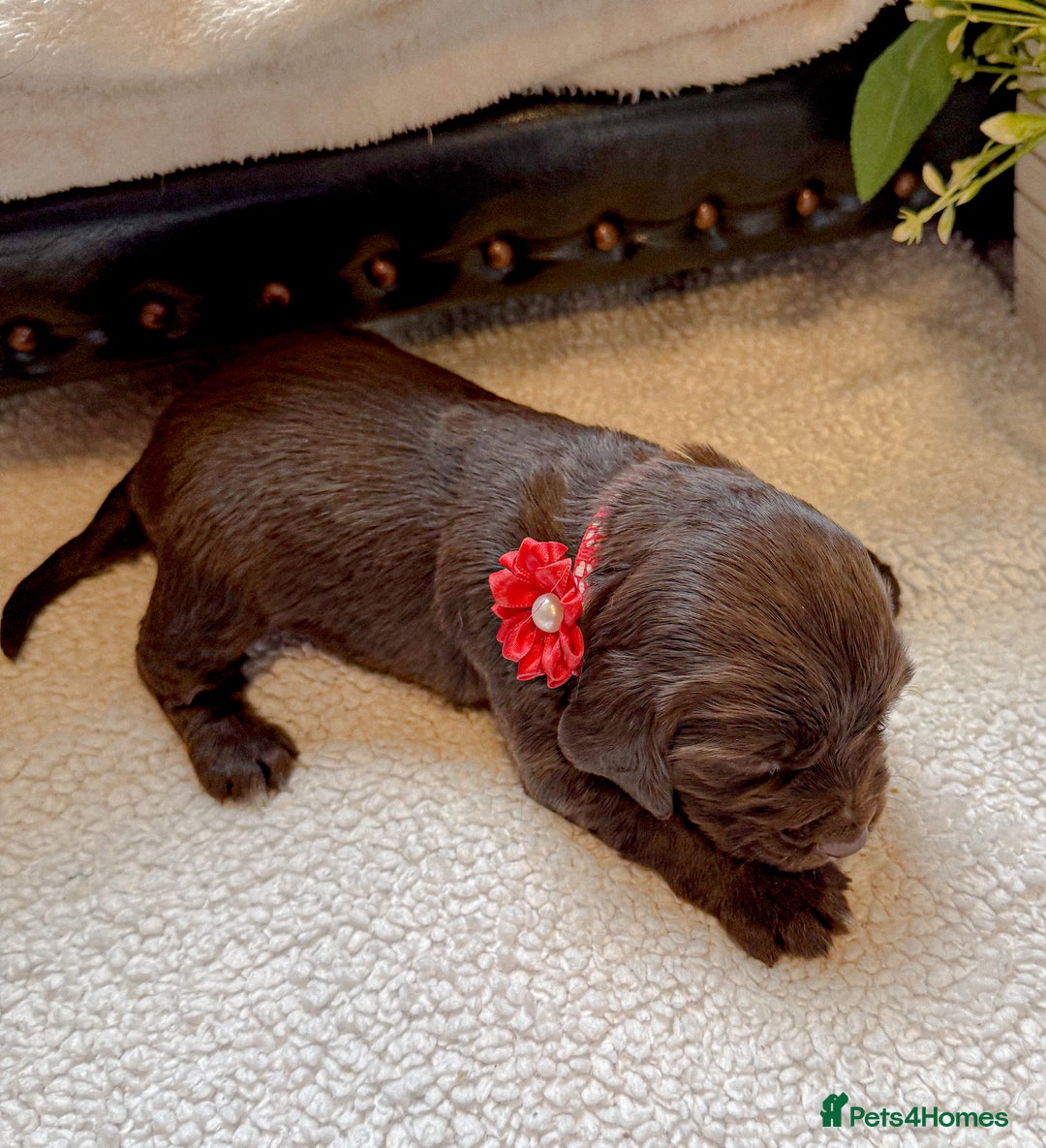 Cocker Spaniel dogs for sale: stunning chocolate and tri kc cocker spaniels - Advert 21