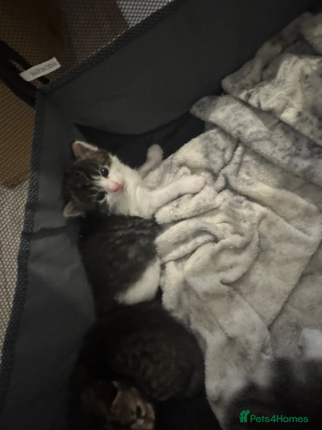 British Shorthair cats for sale: 5 Beautiful Kittens Available End Of June - Advert 26