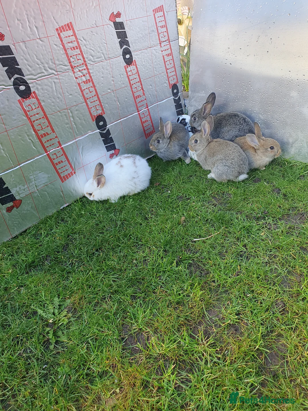 Mixed Breed rabbits for sale: Rabbits for sale  - Advert 2