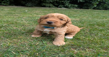 Cockapoo dogs - Advert 8