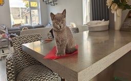 British Shorthair cats for sale: British shorthair blue / lilac kittens  - Image 27
