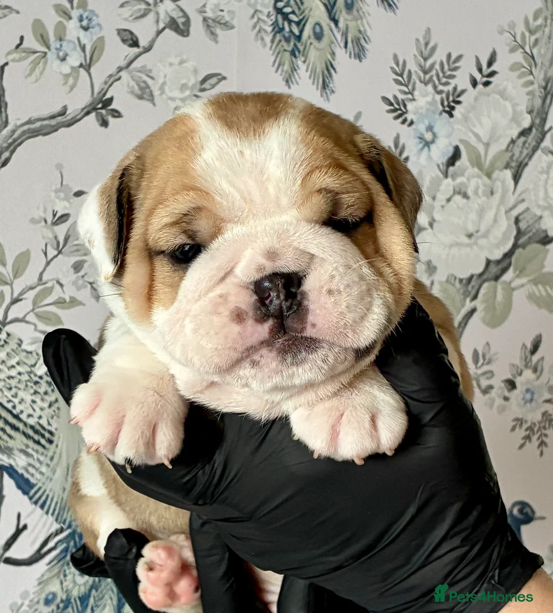 English Bulldog dogs for sale: English Bulldogs - Advert 5