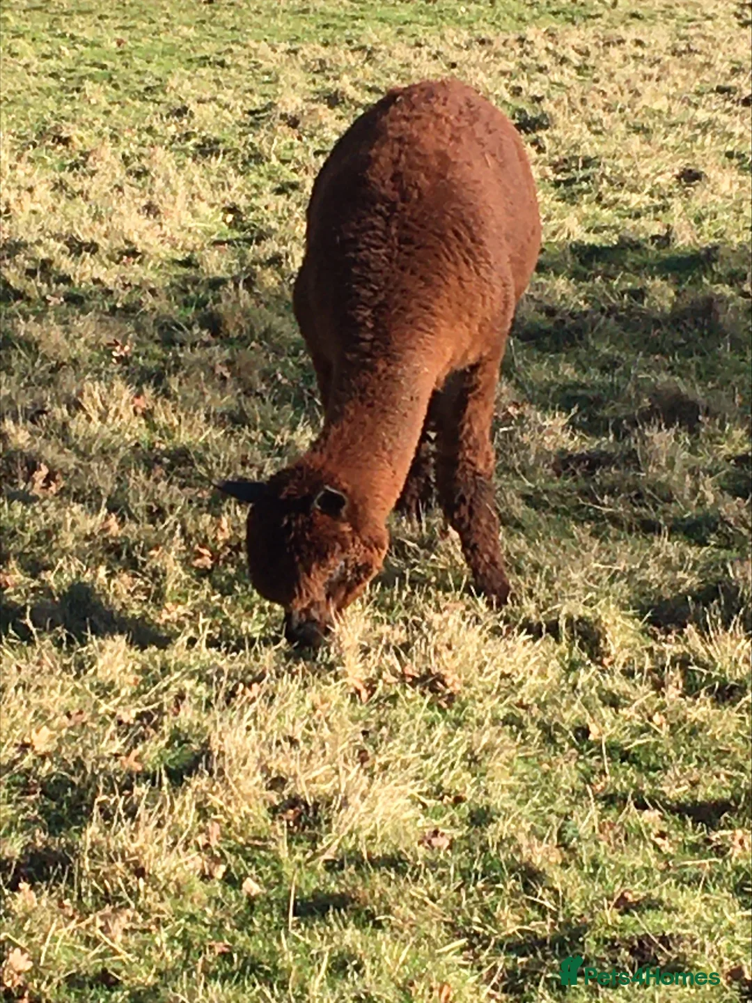 Alpaca livestock for sale: Two alpaca boys  in Norwich - Advert 4
