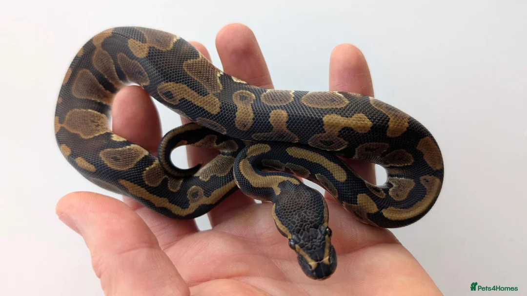 Python Snake reptiles for sale: Ball Python Babies - Advert 1