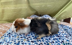 Guinea Pig rodents for sale: 2 male 2 female baby guinea pigs - Image 3