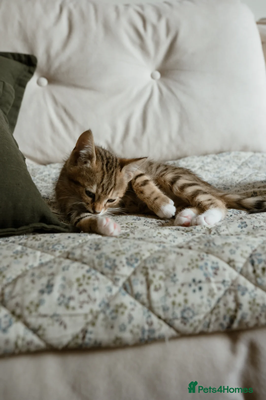 Mixed Breed cats for sale: 6 Half Bengal Kittens £200-£300 - Advert 2
