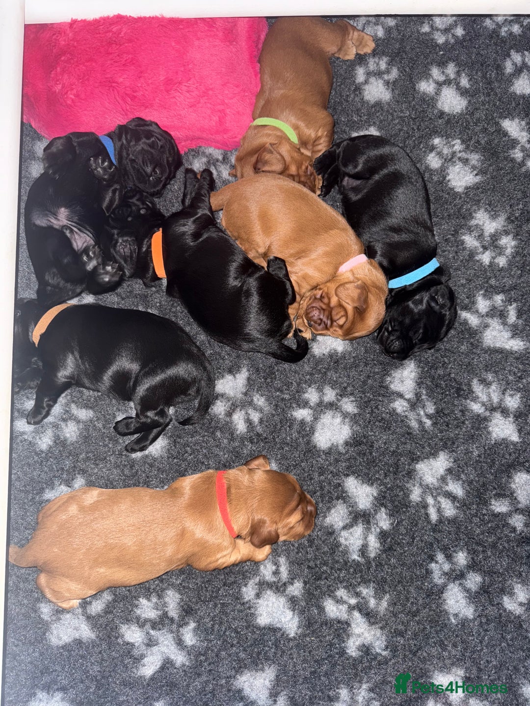 Cocker Spaniel dogs for sale: Chunky Show Cocker Spaniel Puppies 🤩🥰 - Advert 11