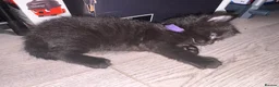 Mixed Breed cats for sale: Balinese X British short hair Black fluffy kittens - Advert 25