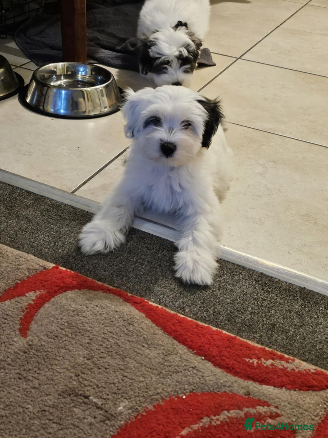 Mixed Breed dogs for sale: Maltichon - Image 5