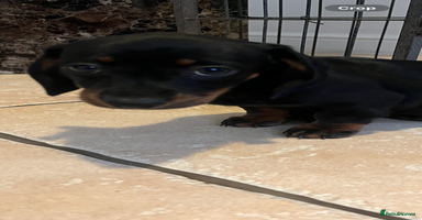 Dachshund dogs - Advert 15