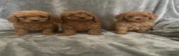 Cavapoo dogs for sale: Stunning Red cavapoo puppies in Dukinfield - Advert 3